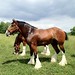 Clydesdales 16