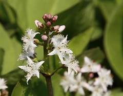 Menyanthes trifoliata  - Bitterklee, Fieberklee