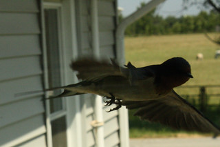 Barn Swallow flight 3