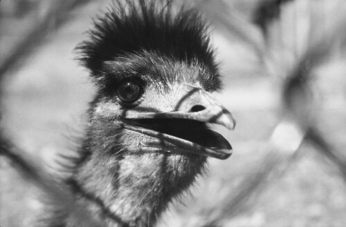 HighPark Emu