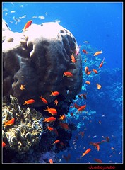 Mar Rosso 2010 - Red Sea 2010