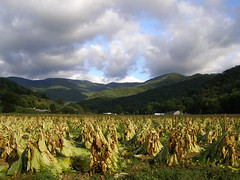 TOBACCO: HISTORY and CULTURE