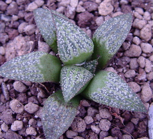 Haworthia magnifica var splendens (now H. pygmaea 'splendens') MBB 6751 Soutpan W/Albertinia (ex. David Martin seeds). by picta67