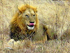 South Africa. Safari. Lions