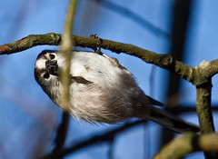 Long-Tailed Tits