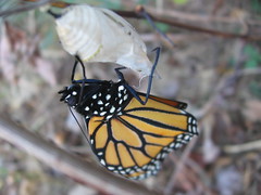 monarch butterfly, freshly hatched