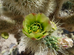 Vacation Trip / Cactus Desert Tour USA 2010