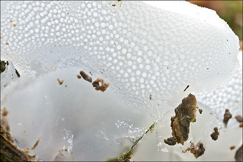 Pseudohydnum gelatinosumPhoto by Amadej Trnkoczy  on Flickr Автор фото: Amadej Trnkoczy (Slovenija)