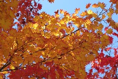 紅葉　Autumn leaves