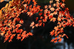 Autumn_Colors_2010