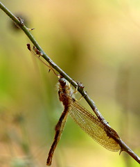 Owlfly (Ascalaphidae)