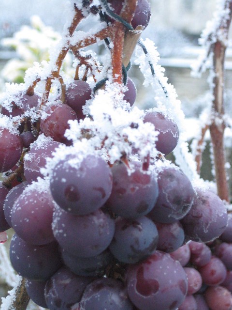 Frosted Grapes