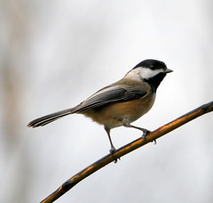 BIRDS: SMALL BIRDS