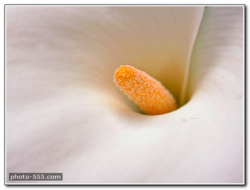 white flower pictures