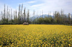 Kashmir April 2011