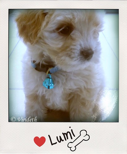 My Little Teddy bear  is Bichon Maltese =)  is 2 months in this picture =)  he is so cute & spongy . by virideth