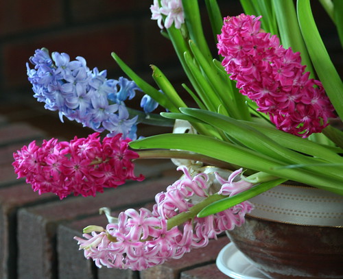 My house Hyacinths
