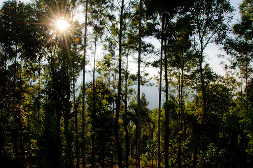 Kerala Morning Trees