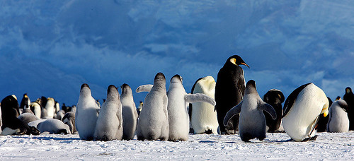 Emperor Penguins-Rookery. by Jo Sze