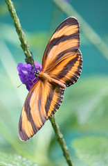 Banded orange butterflies