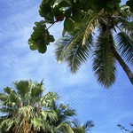 Aruba Palm Trees and Blue Sky