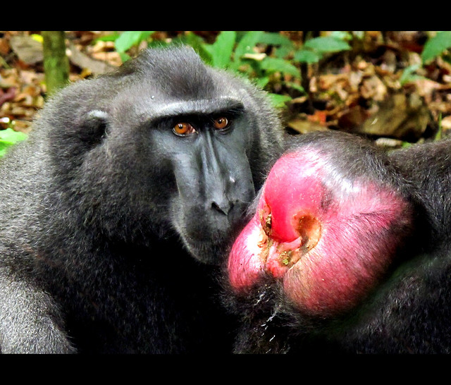 Sulawesi Crested Macaque