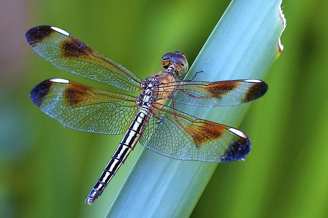 Dragonfly Macro | Fl