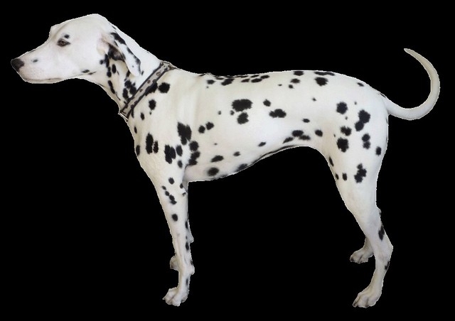 dalmatian dog clipart - photo #20