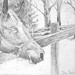 Horse and fence Pencil 