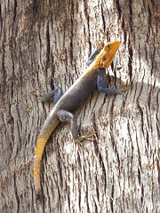 Reptiles of Uganda