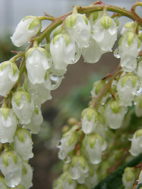 pieris japonica flowers