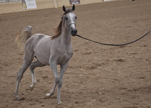 Arabian Horse IMG_5257 by blackhawk32