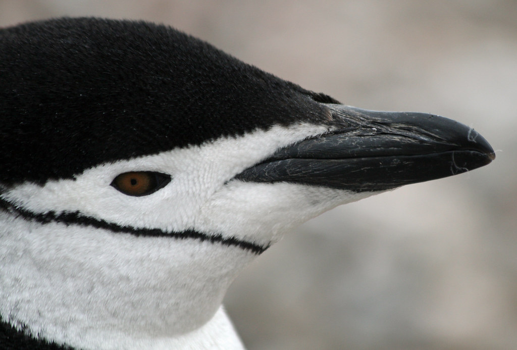 Chinstrap penguin 44