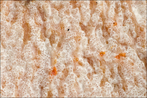 Гипомицес кирпично-красный (Hypomyces lateritius)Photo by Amadej Trnkoczy  on Flickr Автор фото: Amadej Trnkoczy (Slovenija)