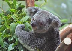 Phoenix Zoo - Koala Bears