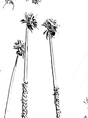 Palm Trees - Toonpaint