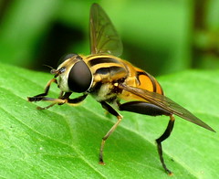 Hoverflies / Syrphidae