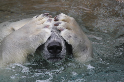 Polar Bear by Richard Fabiszewski
