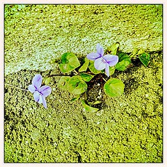 20 mars 2011 Maisons-Alfort C'est le printemps Entre béton et bitume, deux violettes