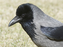 Kråke (Hooded Crow)