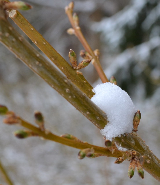 Forsythia Bud in the Snow
