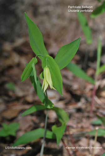 Perfoliate Bellwort, Merry Bells - Uvularia perfoliata