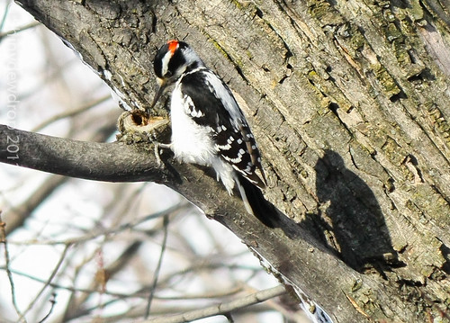 Male Hairy Woodpecker by Shiny Dewdrop