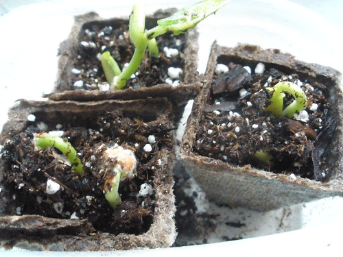 Bean Seeds Starting to Sprout