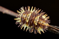 Isopoda (Philippines)