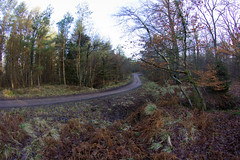 Wyedean Forest Rally 2011