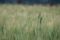 Wheat/小麥