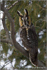 Owl (Long Eared)