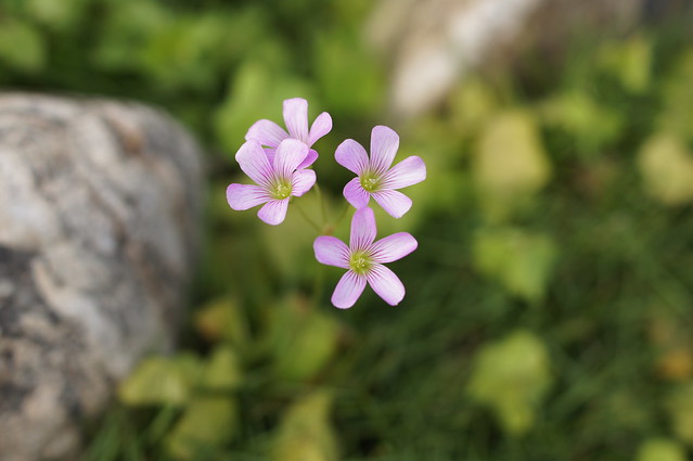紫色小花花