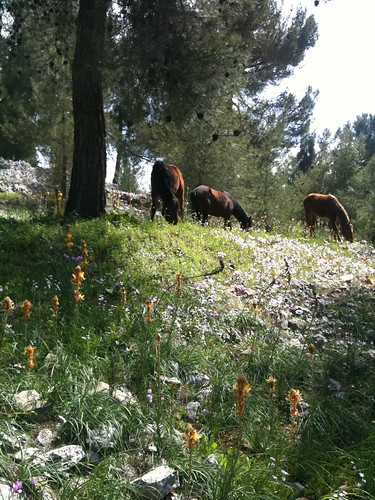 Horses & Wildflowers by Ayala Moriel